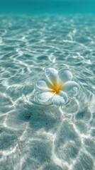 Naklejka premium Plumeria floating on clear tropical water with rippling sunlight reflections