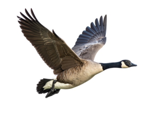 Majestic Canada Goose in Flight Over a Clear Blue Sky