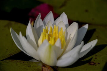 white lotus flower