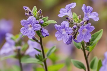 A close-up of lavender flowers in full bloom, their delicate purple hues against the soft background of nature's beauty. 