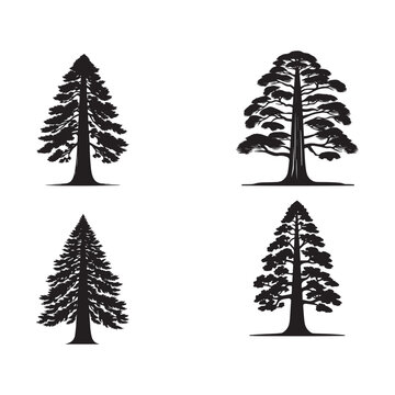 Silhouettes of sequoia tree vector on a white background