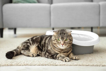 Cute cat with litter box lying on floor at home