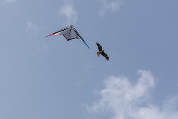 Colour kite flu together with black kite bird during international kite festival in India. 