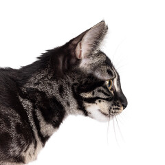 Head shot of excellent charcoal Bengal cat kitten. Looking ahead shwoing profile. Isolated on a white background.