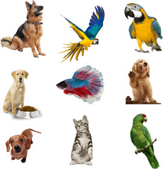 Obraz premium Vector art of a vibrant collection of pets, including parrots, dogs, a cat, and a betta fish, isolated on white background