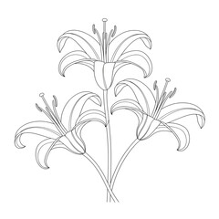 A black and white flower lily illustration line art of a coloring page