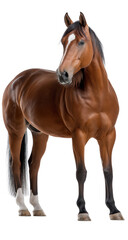 Obraz premium Elegant Brown Horse with on isolated background, generative ai