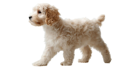 Adorable Puppy with Fluffy Coat Stepping Forward on isolated background, generative ai