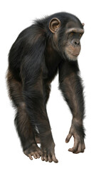 Naklejka premium Chimpanzee Intelligent and Social Primates on isolated background, generative ai