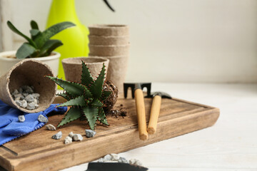 Aloe vera and gardening supplies on board against white wooden background