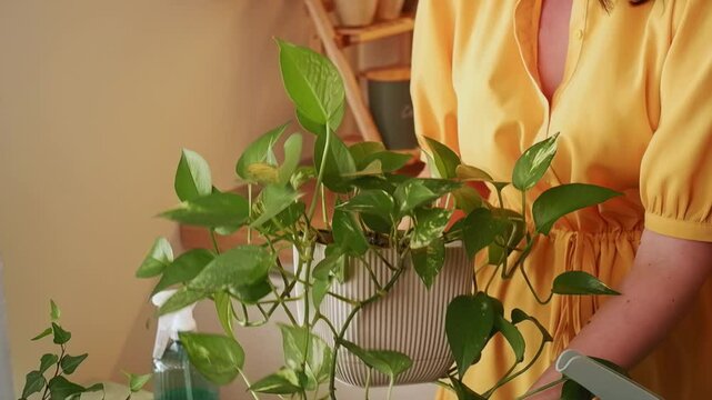 Gardener repotting a pothos plant into a larger pot