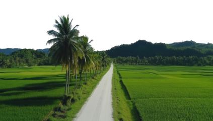 Rural road through lush green rice paddies