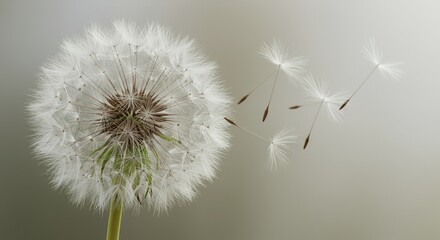 Obraz premium Delicate Dandelion Seeds Floating Away in Close Up Isolated on Neutral Background