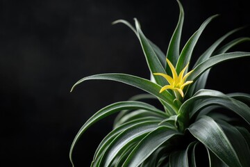 Close-up of vibrant yellow flower atop dark green succulent plant