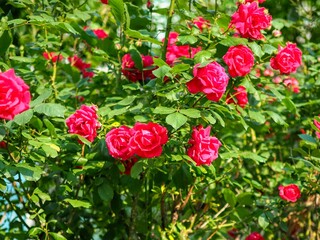 자연 빨간색 장미, 꽃, 식물 