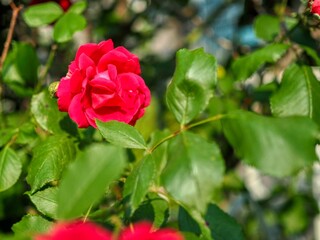 자연 빨간색 장미, 꽃, 식물 