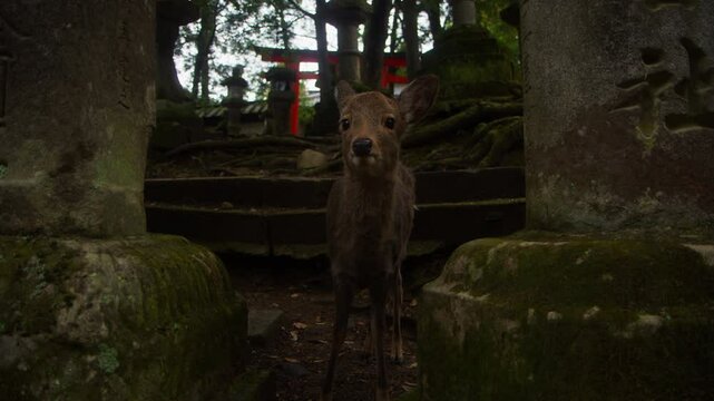 Daim au milieu d'un temple japonais