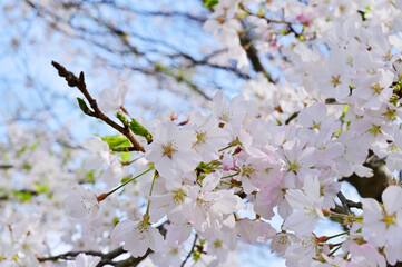 満開の甚六桜