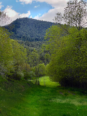 A vibrant meadow bathed in sunlight with a view of the distant mountains. A serene green path leading into a lush forest with a mountain backdrop