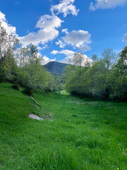 A vibrant meadow bathed in sunlight with a view of the distant mountains. A serene green path leading into a lush forest with a mountain backdrop
