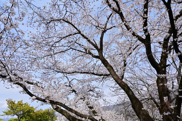 山梨県甲州市ぶどうの丘の満開の桜
