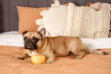 Adorable French bulldog with pumpkin lying on bed at home, closeup