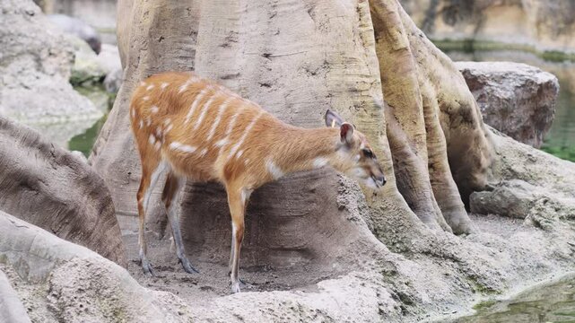 Sitatunga antelope standing quietly near tree roots by the water at Bioparc Valencia, blending into its natural habitat in calm, serene, and eco-friendly environment