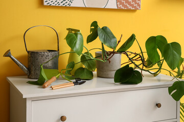 Plant with gardening tools on commode near yellow wall