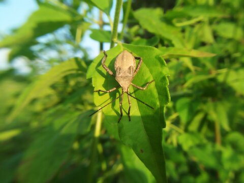 squash bug on a green leaf