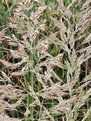close up of rosemary