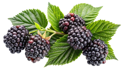 Close up shot of fresh blackberries with lush green leaves on white background