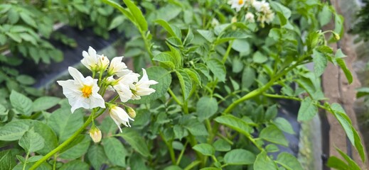 white flowers in the garden