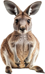 Fototapeta premium kangaroo