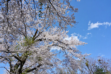山梨県甲州市ぶどうの丘の満開の桜