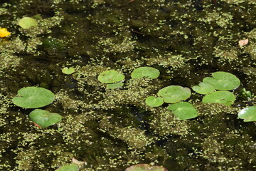 leaves on the water