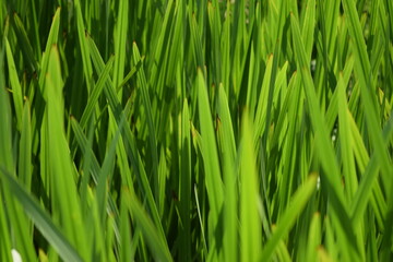 green grass texture