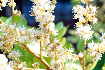 flowers of longan ,Longan Tropical fruit sweet