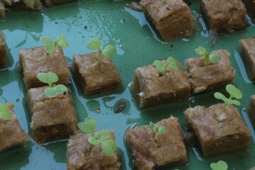 Hydroponic Vegetable Seeds in Rockwool. Tree seeds for planting.