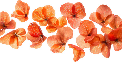 orange petal flower falling down 