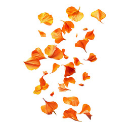 orange petal flower falling down 