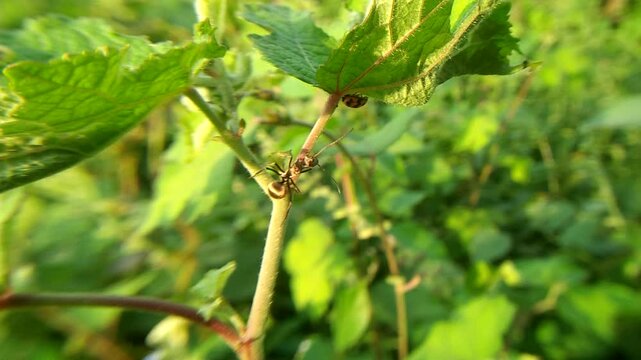 a black ant is interacting with a lady bug