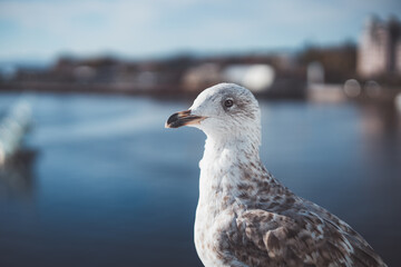 Seagull perches with quiet poise on Oslo waterfront, cruise ship and sea sculpture blurred behind—a moment where city meets sky and nature. Norwegian seagull in daily light