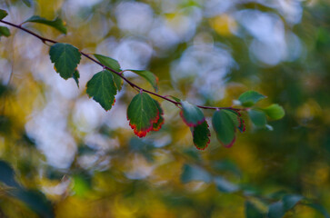 autumn leaves 