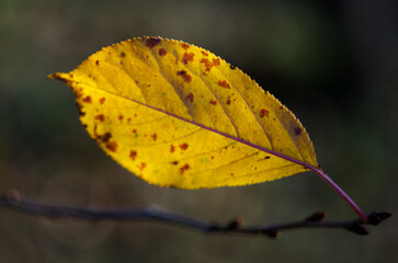 autumn leaves on the tree