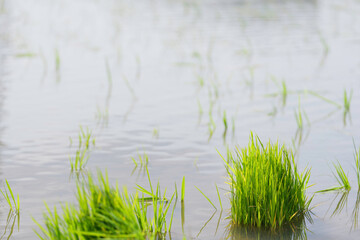 Rice paddies filled with water, where rice is grown, in summer	
