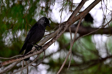 Dohle // Western jackdaw (Corvus monedula spermologus) - Bari, Italien