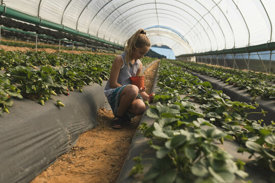 Female child kneeling between strawberry rows in greenhouse, holding red bucket, picking fruit