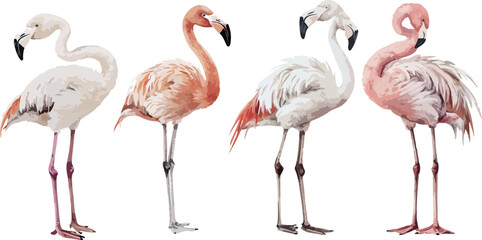 Obraz premium Vector Illustration of Four Flamingos in Different Shades of Pink and White Standing on a White Background Perfect for Summer Designs and Tropical Themed Projects