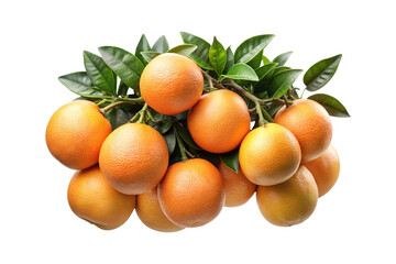 Abundance of fresh and juicy oranges growing on a leafy green branch