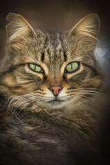 Beautiful Domestic Tabby Cat with Striking Green Eye Portrait